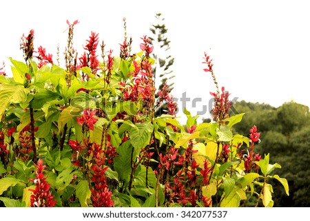 Red garden flowers background images