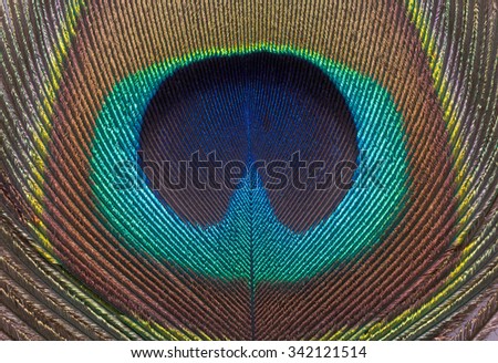 Close up of a peacock feather texture for background.