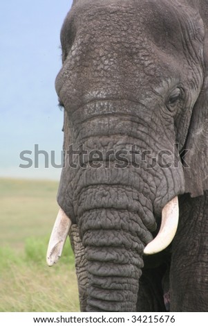 elephant in ngorongoro crater in tanzania, africa