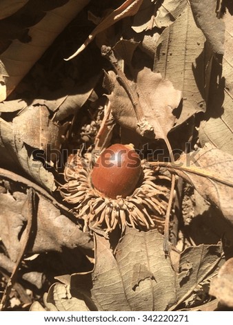 acorn on the fallen leaves 