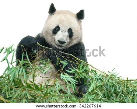 Isolated panda. Panda bear sitting and eating bamboo leaves isolated on white background with clipping path