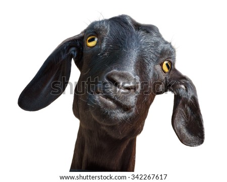 Isolated goat. Head of funny silly looking black goat isolated on white background with clipping path Royalty-Free Stock Photo #342267617