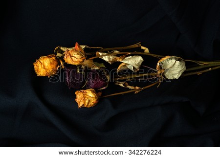 dried flowers roses on a black background