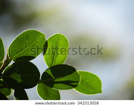 Closeup nature view of green leaf in garden at summer under sunlight. Natural green plants landscape using as a background or wallpaper.