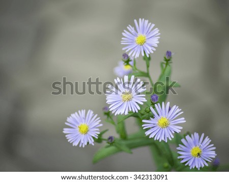 Flower nature with copy space using as background or wallpaper.