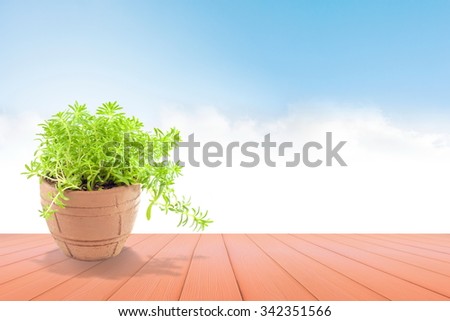 Beautiful Plant in pot  over the Wood  on blue sky  for background