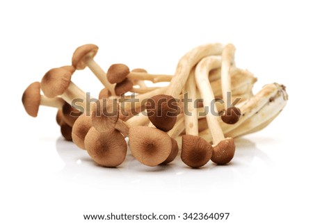 An image showing some oriental willow mushrooms, or brown tea tree mushrooms. Popularly used in chinese 