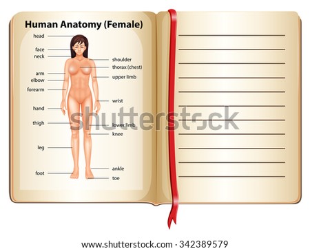 Human anatomy of female illustration
