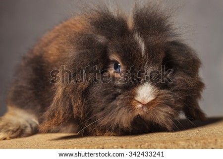Close up picture of a cute lion head rabbit bunny lying on a wood box.