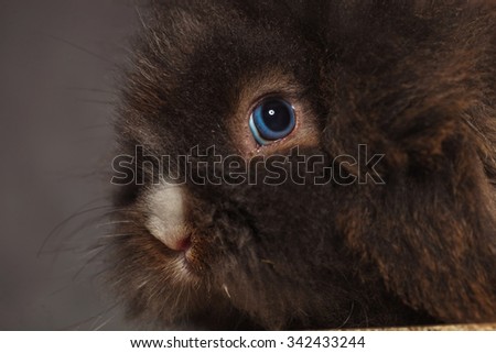 Close up picture of a lion head rabbit bunny against grey studio background.