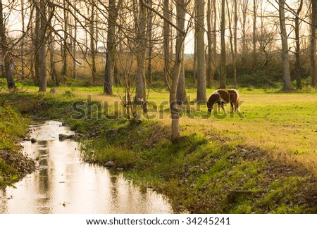 Picture of a pony eating grass in a rural setting with a small stream