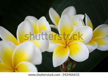 white frangipani plumeria tropical flower with water drops in rainy day
