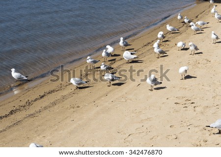 Some  beautiful white seagulls of the family Laridae in  sub-order Lari   are   standing  by  the   clear waters of   Leschenault Estuary in Bunbury Western Australia on a  sunny spring   afternoon.