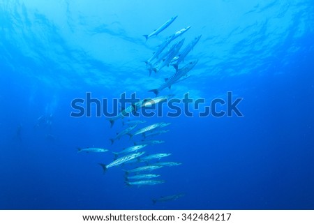 School Chevron Barracuda fish