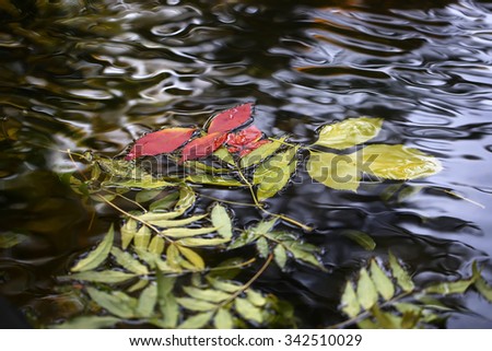 Closeup view of many beautiful colorful autumn tree leaves red yellow orange green colors floating on wavy water with reflection of nature on outdoor background, horizontal picture