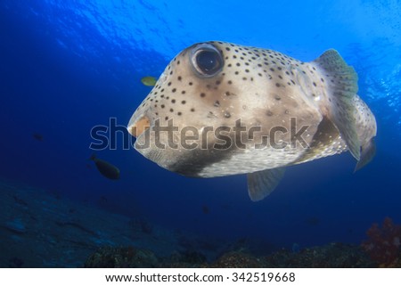 Porcupinefish Burrfish