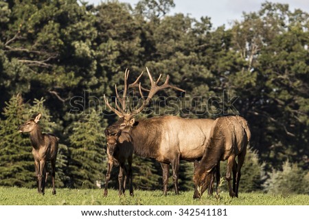Bull Elk - Photograph taken during the rut in Elk County, Elk State Forest, Benezette, Pennsylvania
