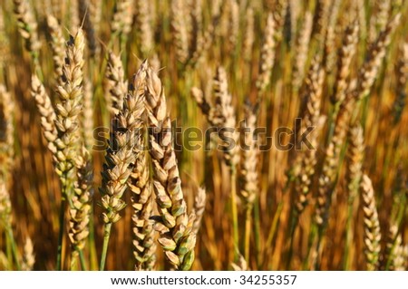 field with corns on summer