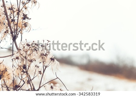 Beautiful soft photo of dryed branch at winter landscape