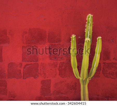 Green Cactus over red wall, Santa Catalina Monastery, Arequipa, Peru