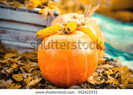 Pumpkin with corn on the ground with autumn leafs