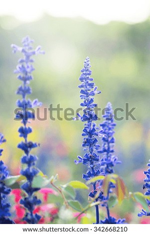beautiful blue flowers in flowerbed in park. Vintage outdoor autumn photo. Sunny fresh natural background