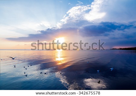The thousands of seagulls that winter escape from Fridge zone and Temperate zone, swim in sea at sunset. Royalty-Free Stock Photo #342675578