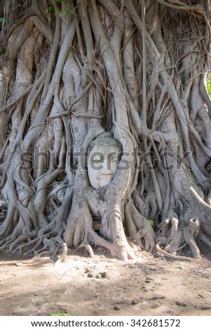 THE ROOTS AROUND THE HEAD OF BUDDHA