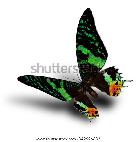 The Flying Madagascan sunset moth, the day-flying moth of the family Uraniidae, beautiful multiple colors butterfly with velvet wings skin with soft shadow on white background