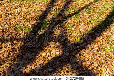 harsh shadows on the background of fallen leaves in autumn forest