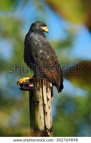 Zone-tailed Hawk, Buteo albonotatua, bird of prey sitting on the electricity pole, forest habitat in the background, Dominical, Costa Rica. Royalty-Free Stock Photo #342769898