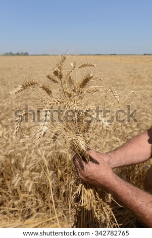 hands holding crops against golden wheat field - concept for hope, wealth and natural eating 