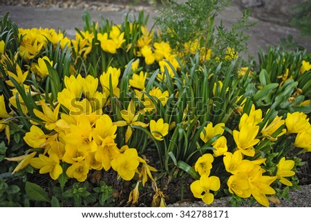 A beautiful bouquet of yellow saffron in autumn garden.