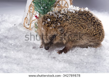 Poor, little hedgehog woke up in winter and is searching for fodder in the snow