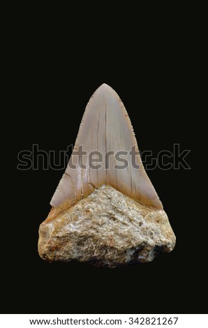 Fossilized shark Megalodon tooth. Neogene period