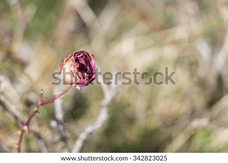 Dried rose 