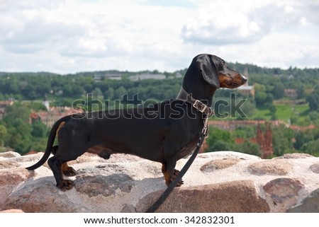 Dachshund standing on rock wall on the Castle Hill on Vilnius background, Lithuania 