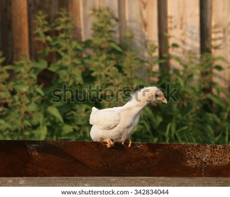 Young cock or hen on the farm. Shooting outdoors.