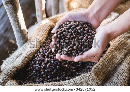closeup coffee beans in hand with sunlight in gunny bag