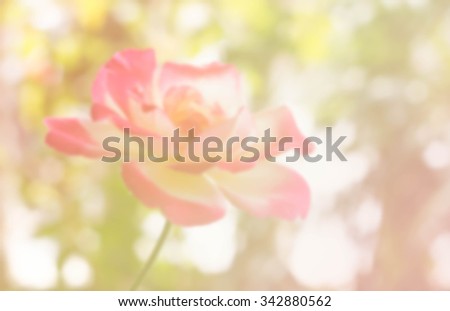 blur photo de focused of rose in color filter