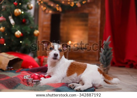 Dog Jack Russell Terrier holiday, Christmas and New Year