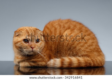 Ginger Scottish Fold Cat Lies on Gray Background 