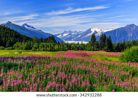 Juneau, Alaska. Mendenhall Glacier Viewpoint with Fireweed in bloom.  Royalty-Free Stock Photo #342932288