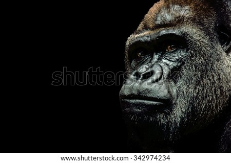 Portrait of a Gorilla isolated on black background Royalty-Free Stock Photo #342974234