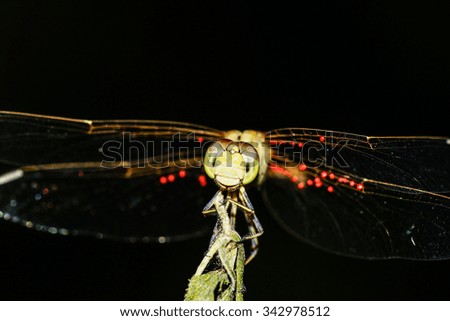 Amazing macro of dragonfly. Photo was taken in Kazakhstan             