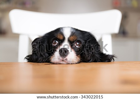 cute dog begging for food at the kitchen table Royalty-Free Stock Photo #343022015