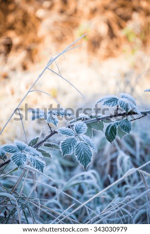 frosty green leaves and grass