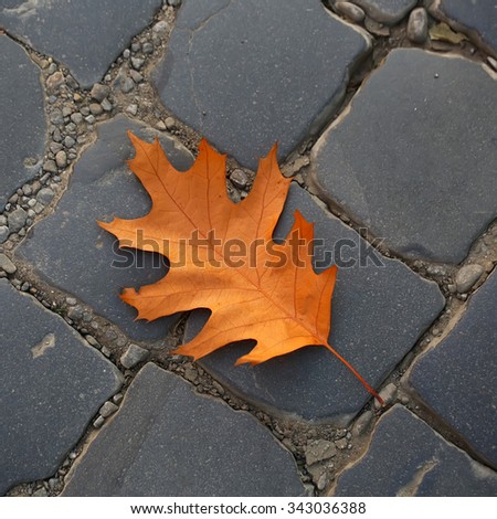 Photo closeup of one beautiful fallen bright dry orange golden oak leaf on slate flag-stone pavement autumn season over dark grey stone background, square picture