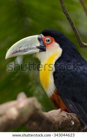 close up of a green toucan in Brazil