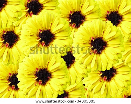 calendula flower background